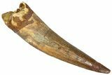 Fossil Spinosaurus Tooth - Real Dinosaur Tooth #365648-1